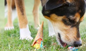 CanineCare Coat Treatment