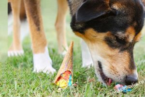 CanineCare Coat Treatment