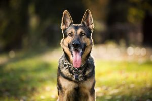 PuppyShine Tear-Free Shampoo