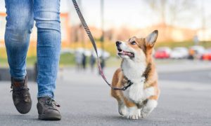 FurNourish Coat Health Supplement