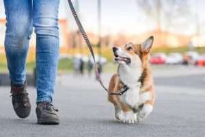 FurNourish Coat Health Supplement